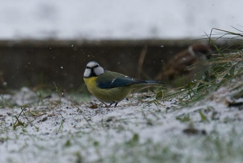 singvogel